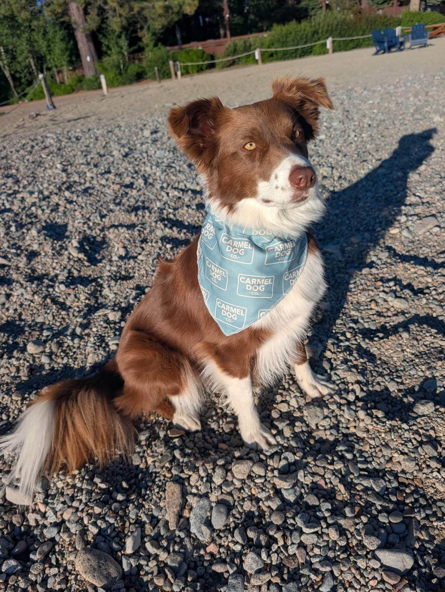 A brown and white dog outdoors on a sandy beach, wearing a cypress green bandana with a repeating 'Carmel Dog Co.' logo pattern.