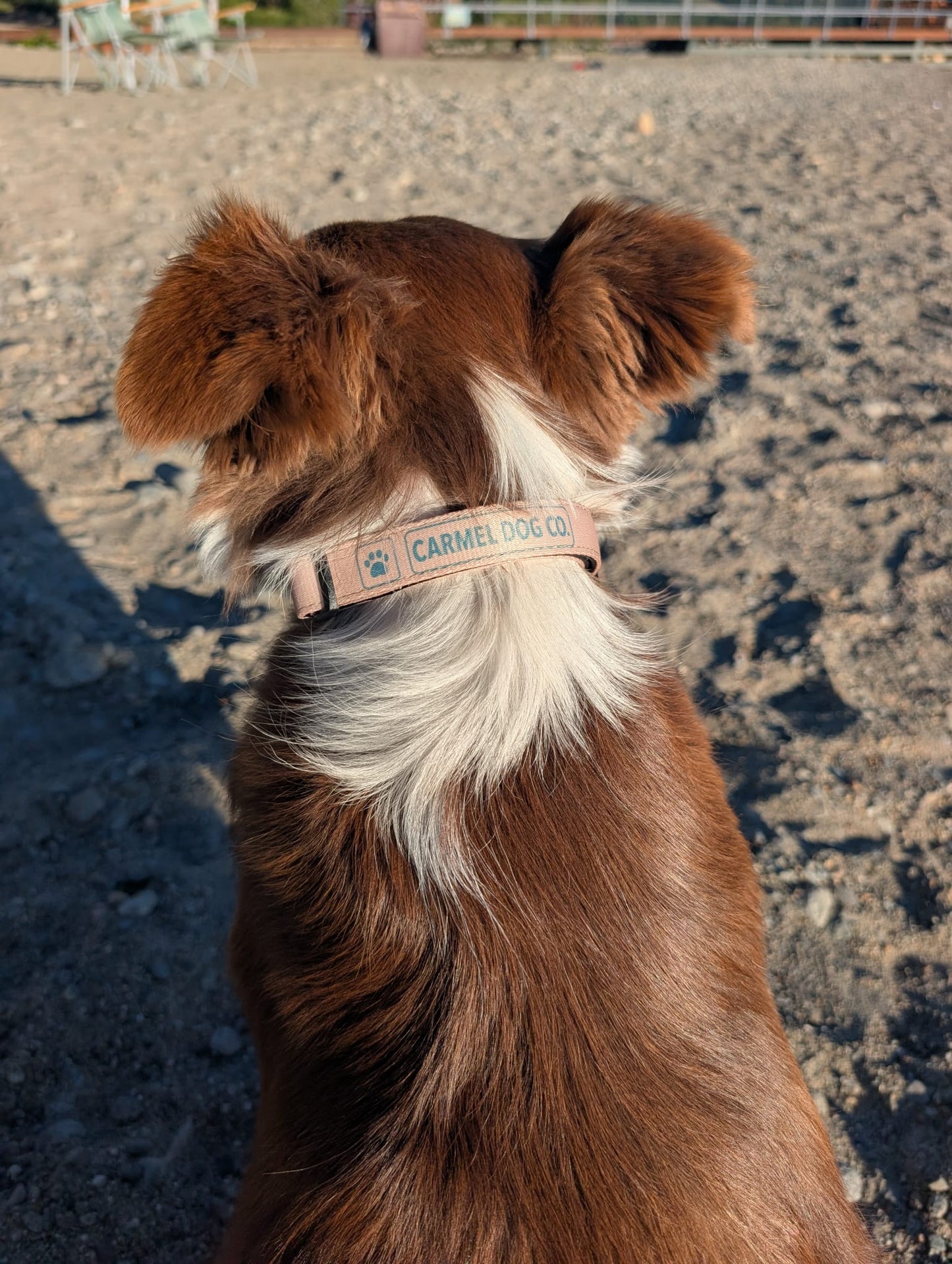 A close-up shot of a brown and white dog from behind, wearing a dune sand collar with the brand name 'CARMEL DOG CO.' printed on it, set against a blurred outdoor background of sand and water.