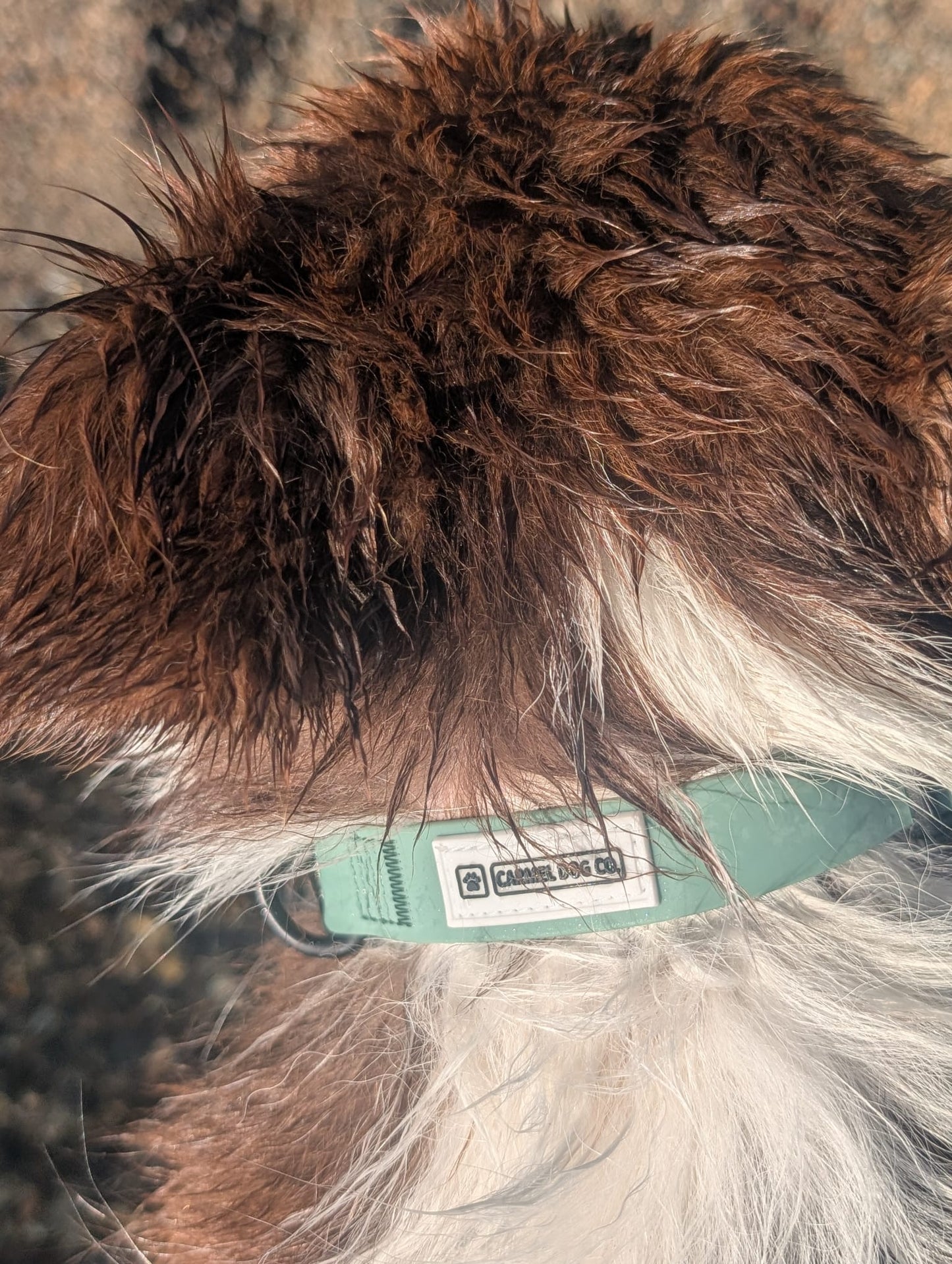 A close-up of a dog's neck and chest with brown and white fur, wearing a sage green collar with a visible 'Carmel Dog Co.' label.