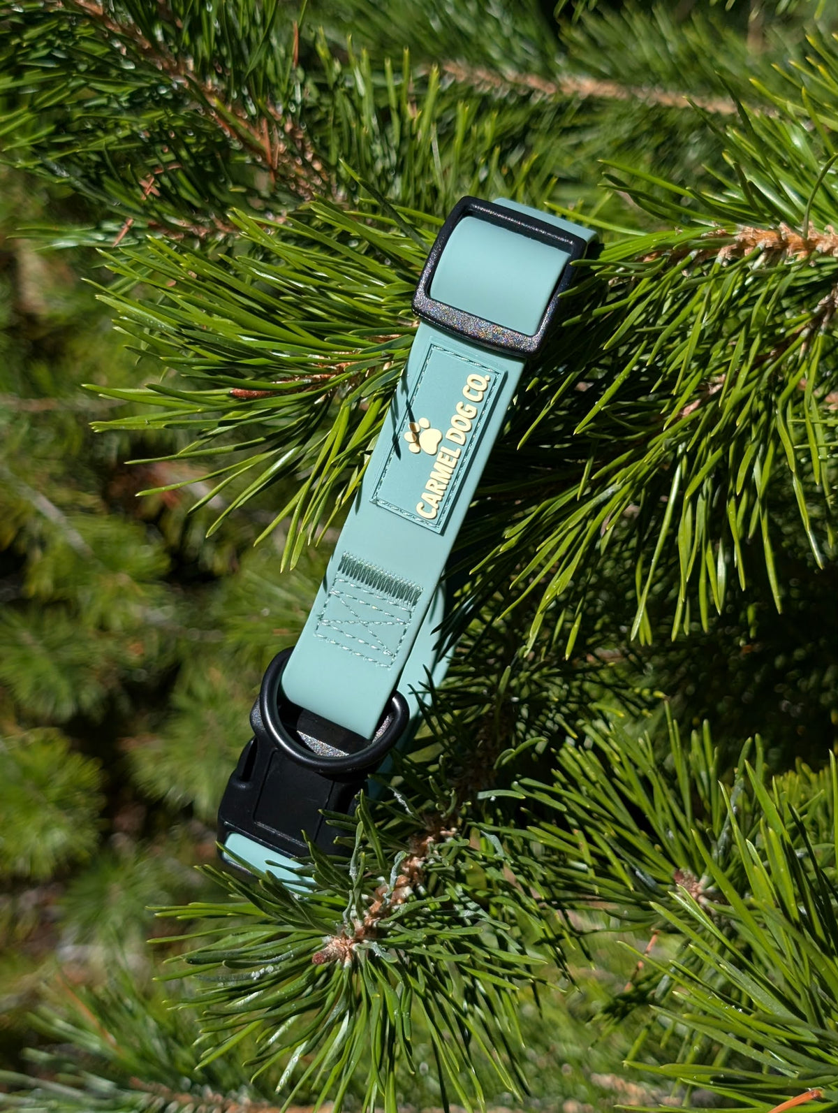 Seafoam green Shoreline Waterproof Collar with black buckle and Carmel Dog Co. logo, draped over evergreen branches.