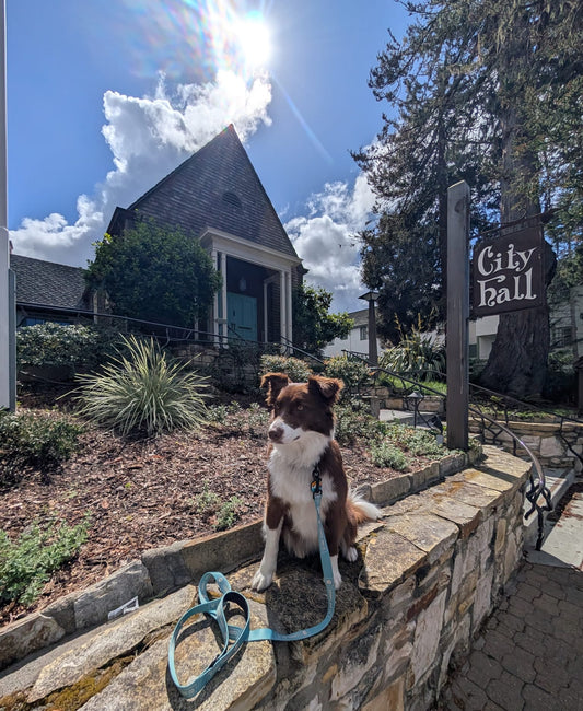 A Beginner's Guide to Dog-Friendly Carmel-by-the-Sea 🐾