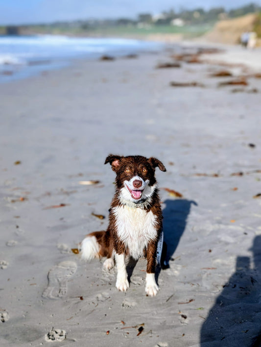 🐾 What is a Carmel Dog?