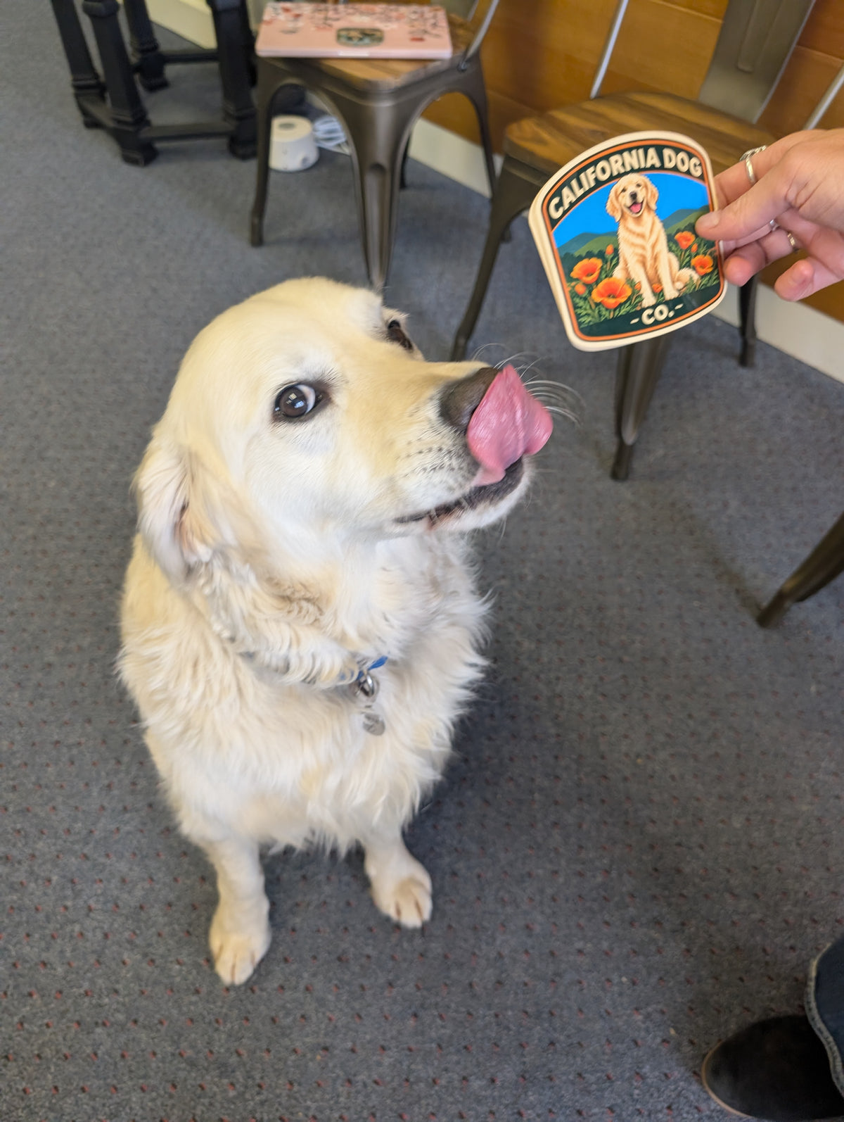Bowie the California Dog Sticker