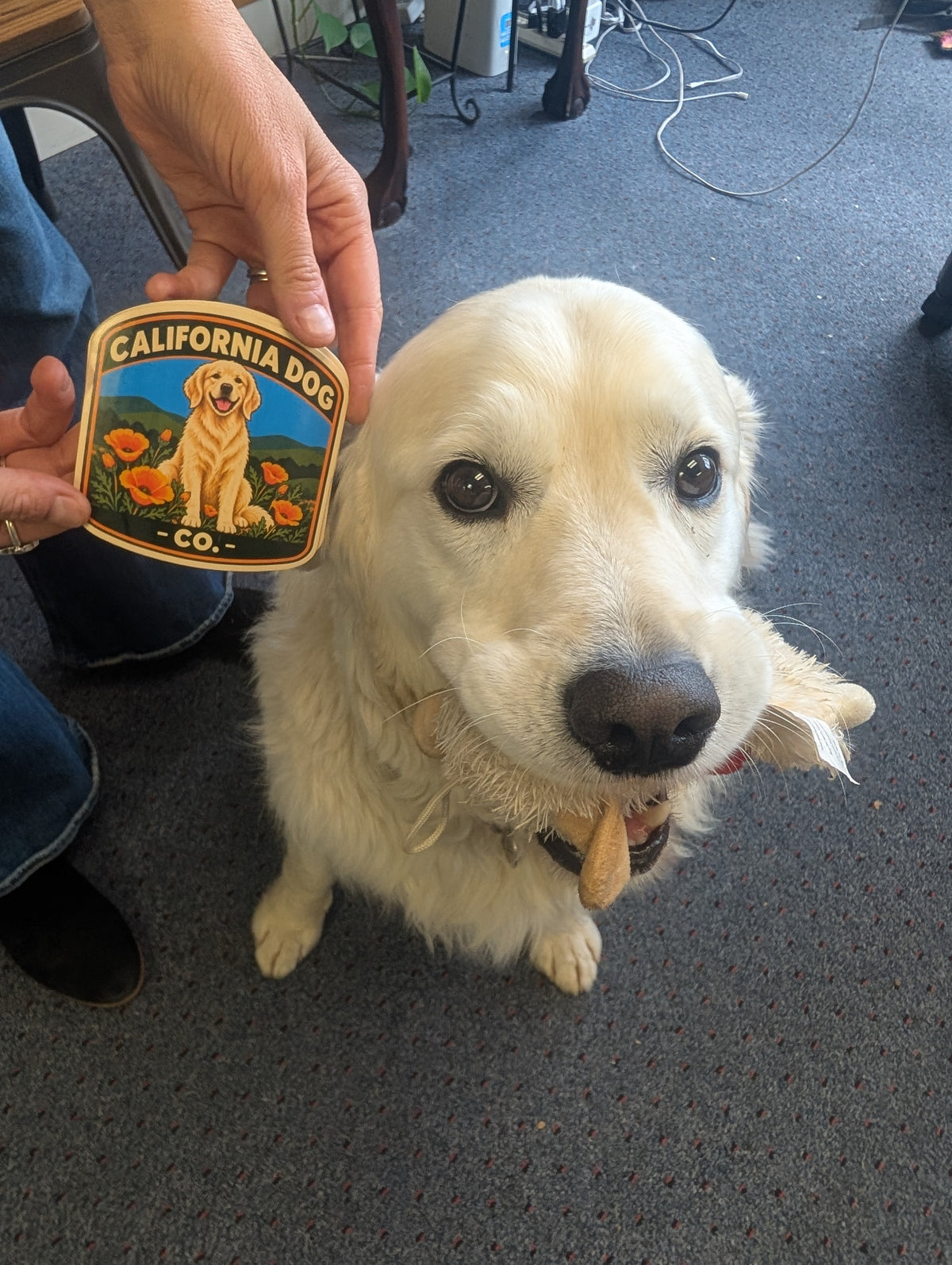 Bowie the California Dog Sticker