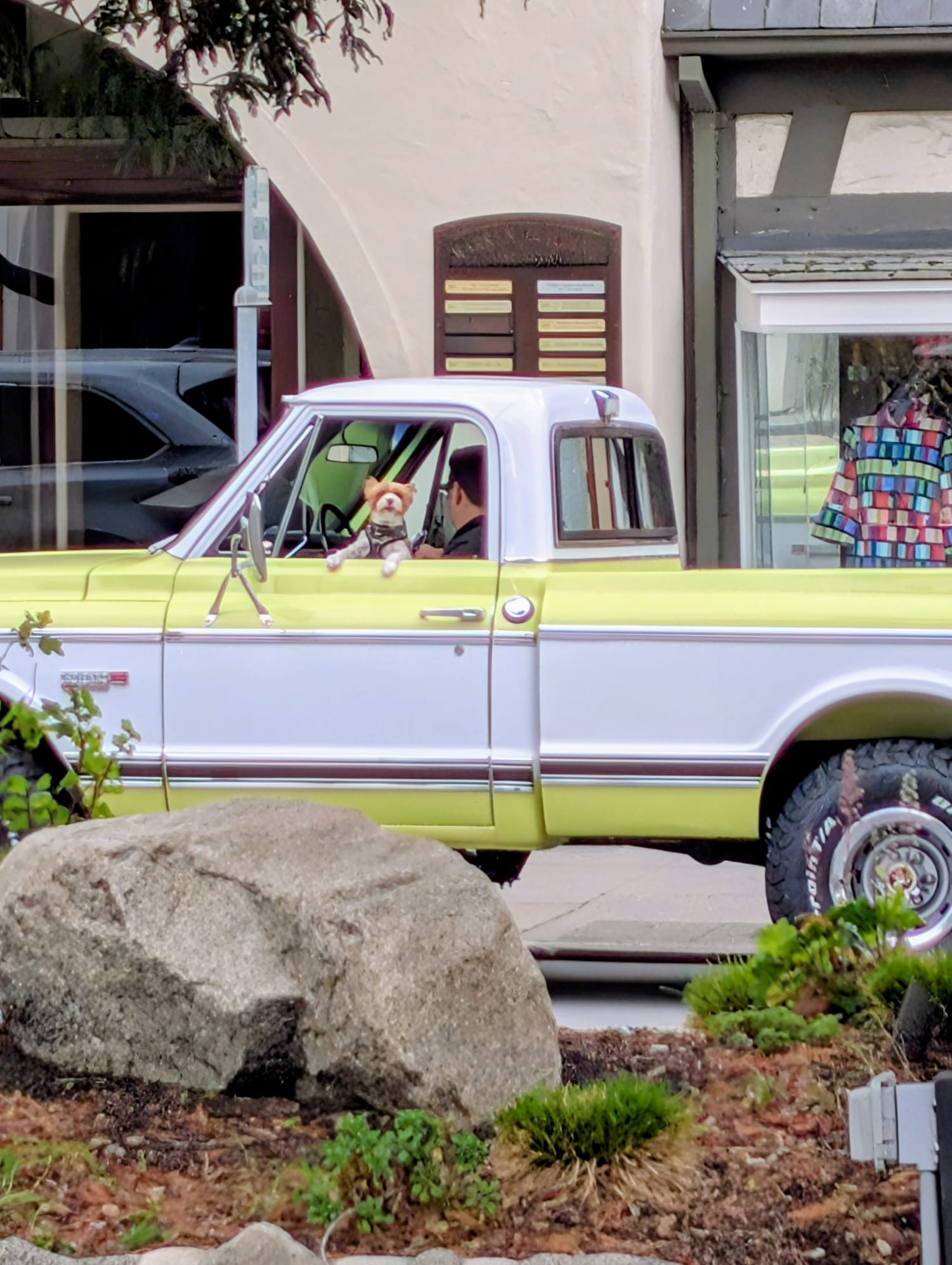 A vintage two-tone pickup truck with a white upper body and a light yellow-green lower body, parked outdoors in front of a building. A person is visible inside the driver's seat, as is a small dog, and a large rock and plants are in the foreground. This is taken in Carmel-by-the-Sea, California for Carmel Dog Co.