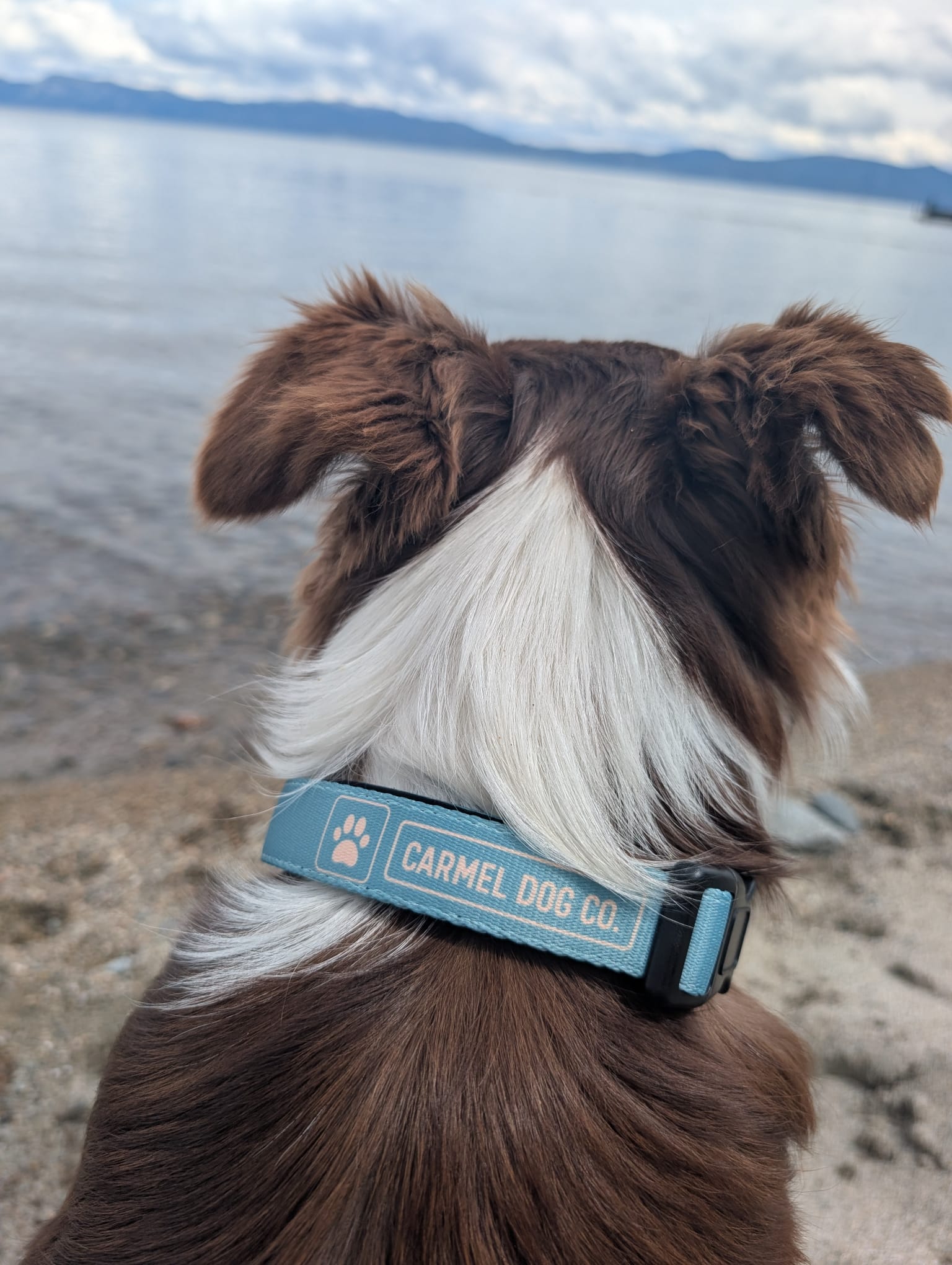 Dog with a Carmel Dog Co. collar by a body of water