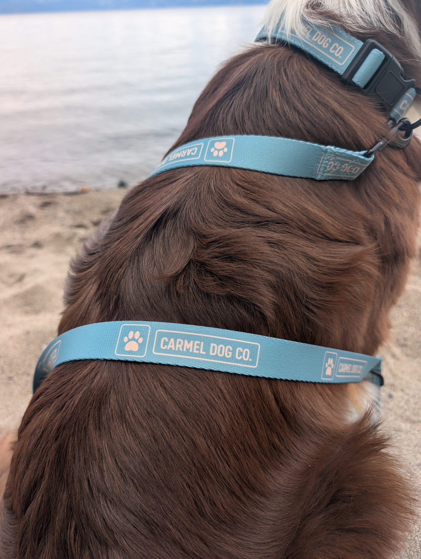Dog wearing a cypress green Carmel Dog Co. collar on a beach.