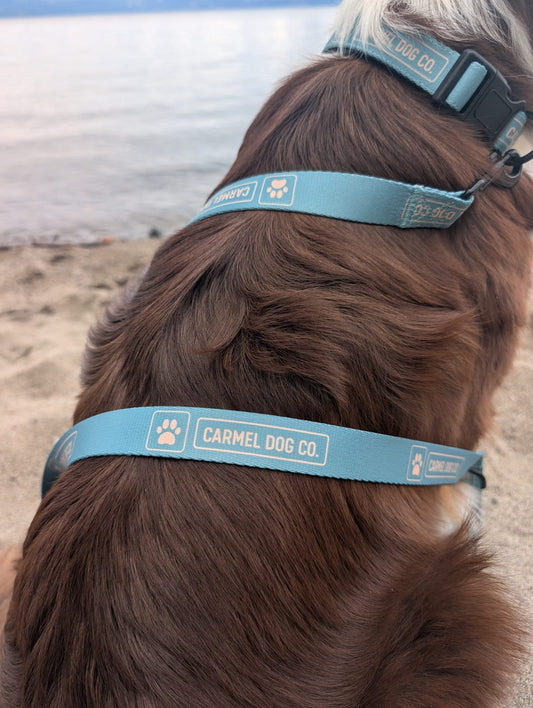 Dog wearing a cypress green Carmel Dog Co. collar on a beach.