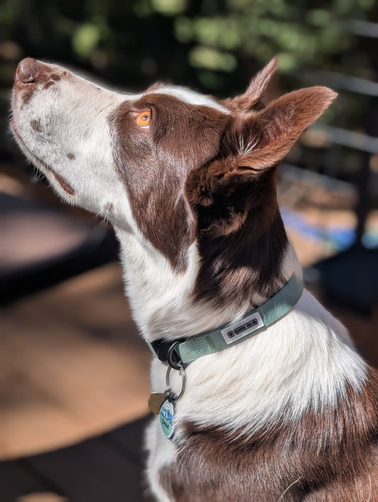 A close-up side profile of a brown and white dog wearing a green collar with a white CARMEL DOG CO. logo.