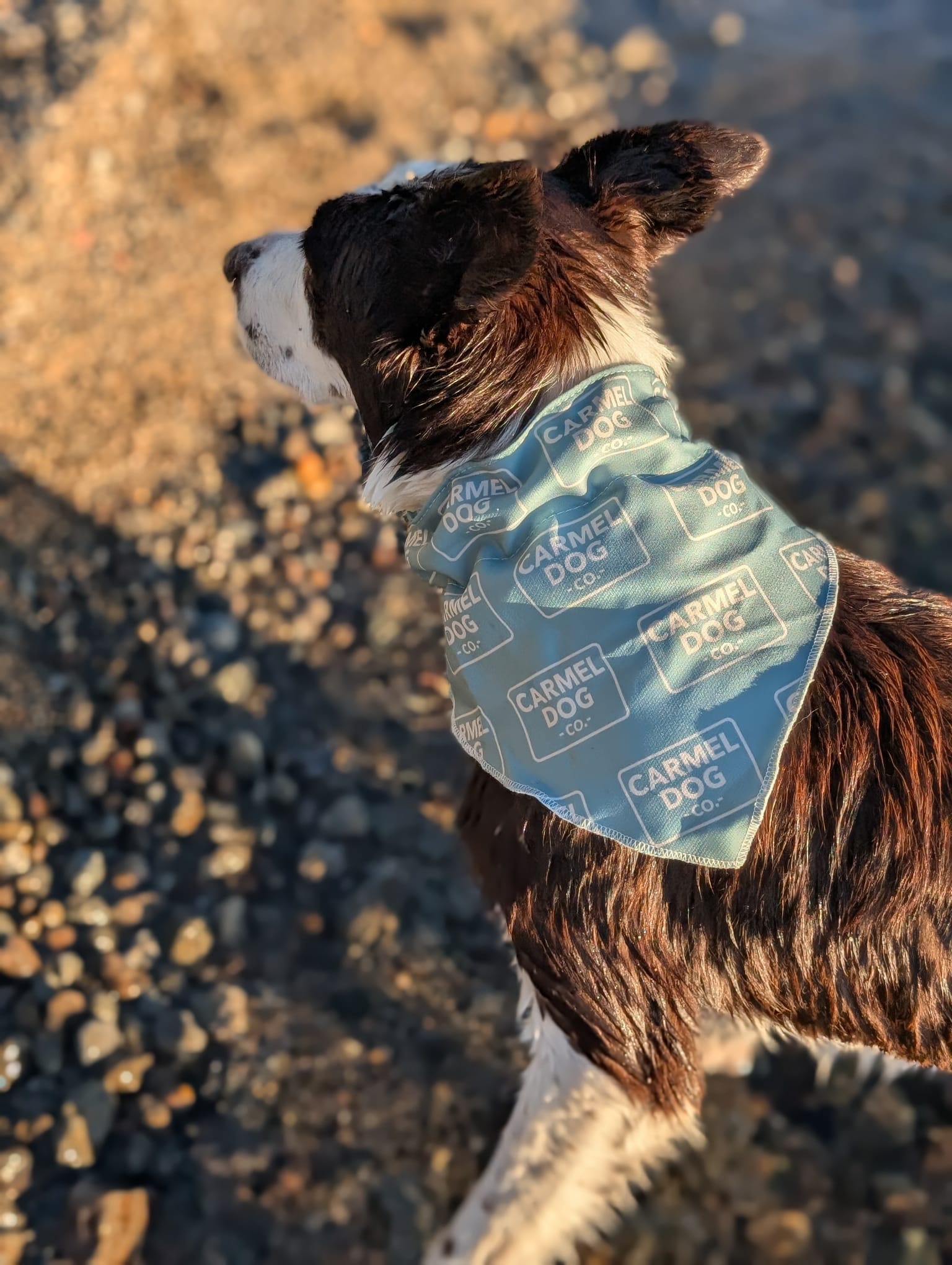 A brown and white dog outdoors on a sandy beach, wearing a cypress green bandana with a repeating 'Carmel Dog Co.' logo pattern.