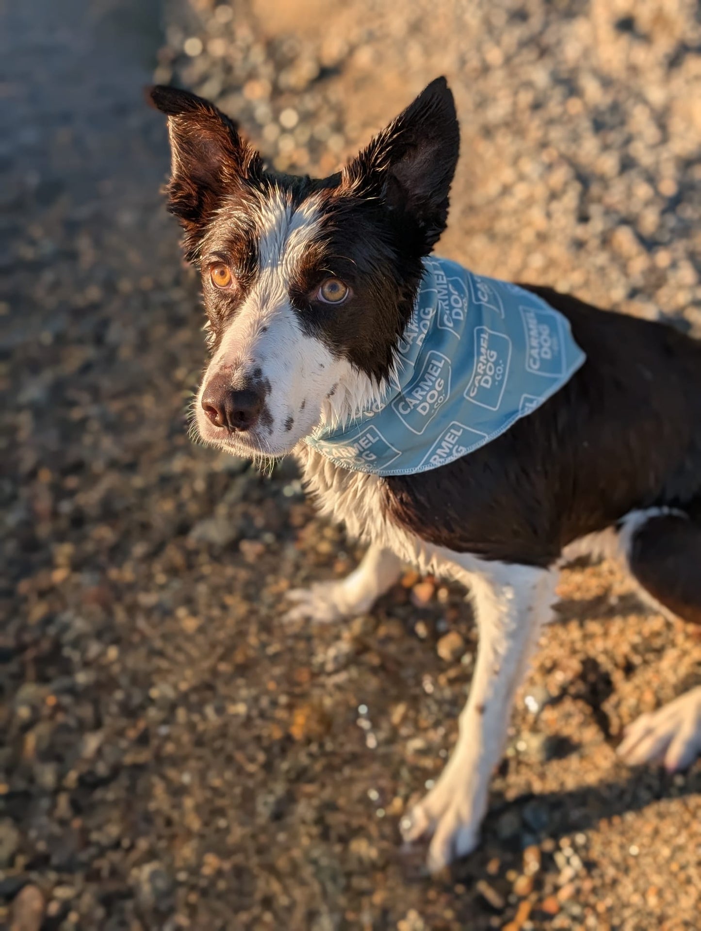 A brown and white dog outdoors on a sandy beach, wearing a cypress green bandana with a repeating 'Carmel Dog Co.' logo pattern.