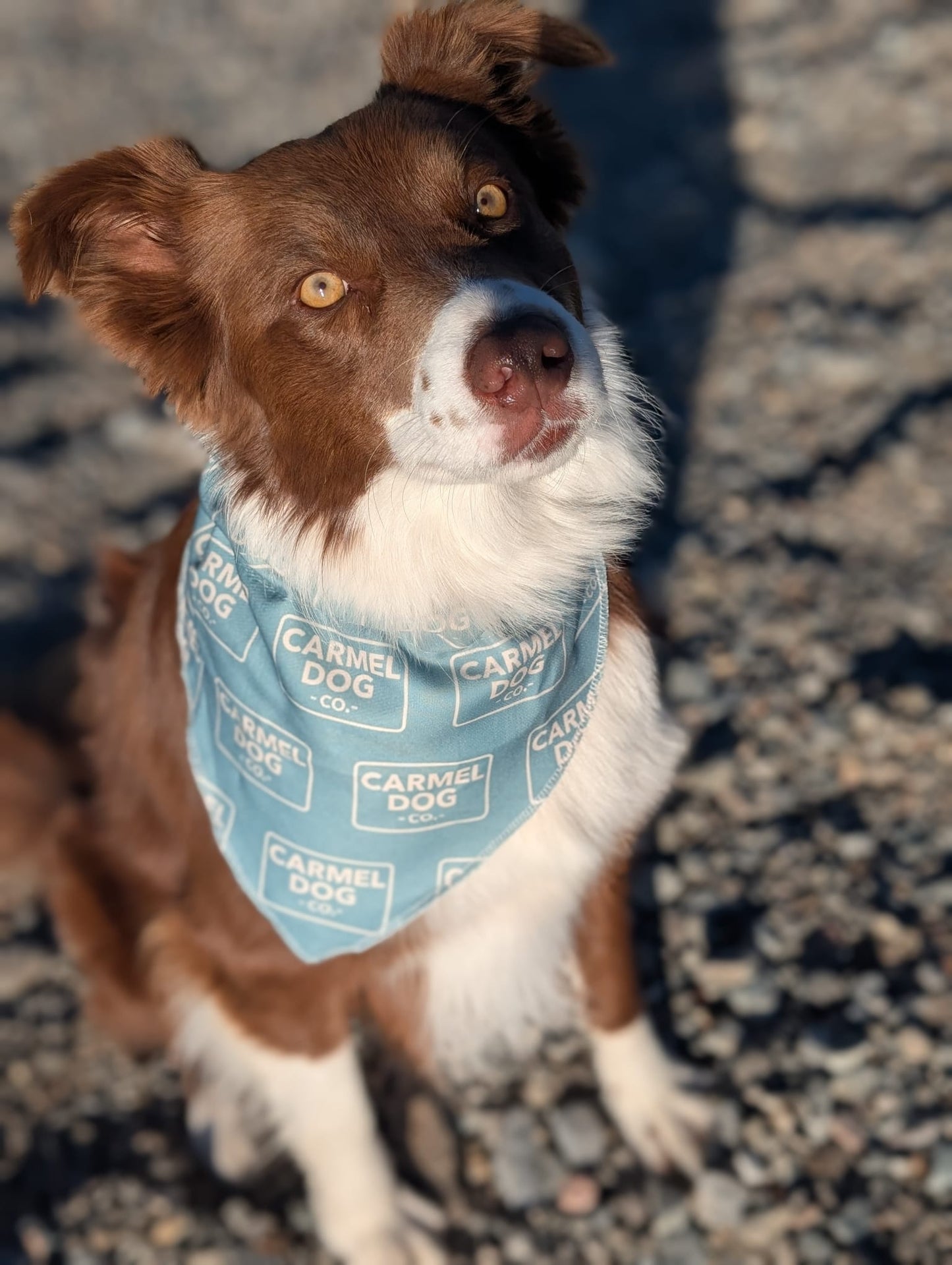 A brown and white dog outdoors on a sandy beach, wearing a cypress green bandana with a repeating 'Carmel Dog Co.' logo pattern.