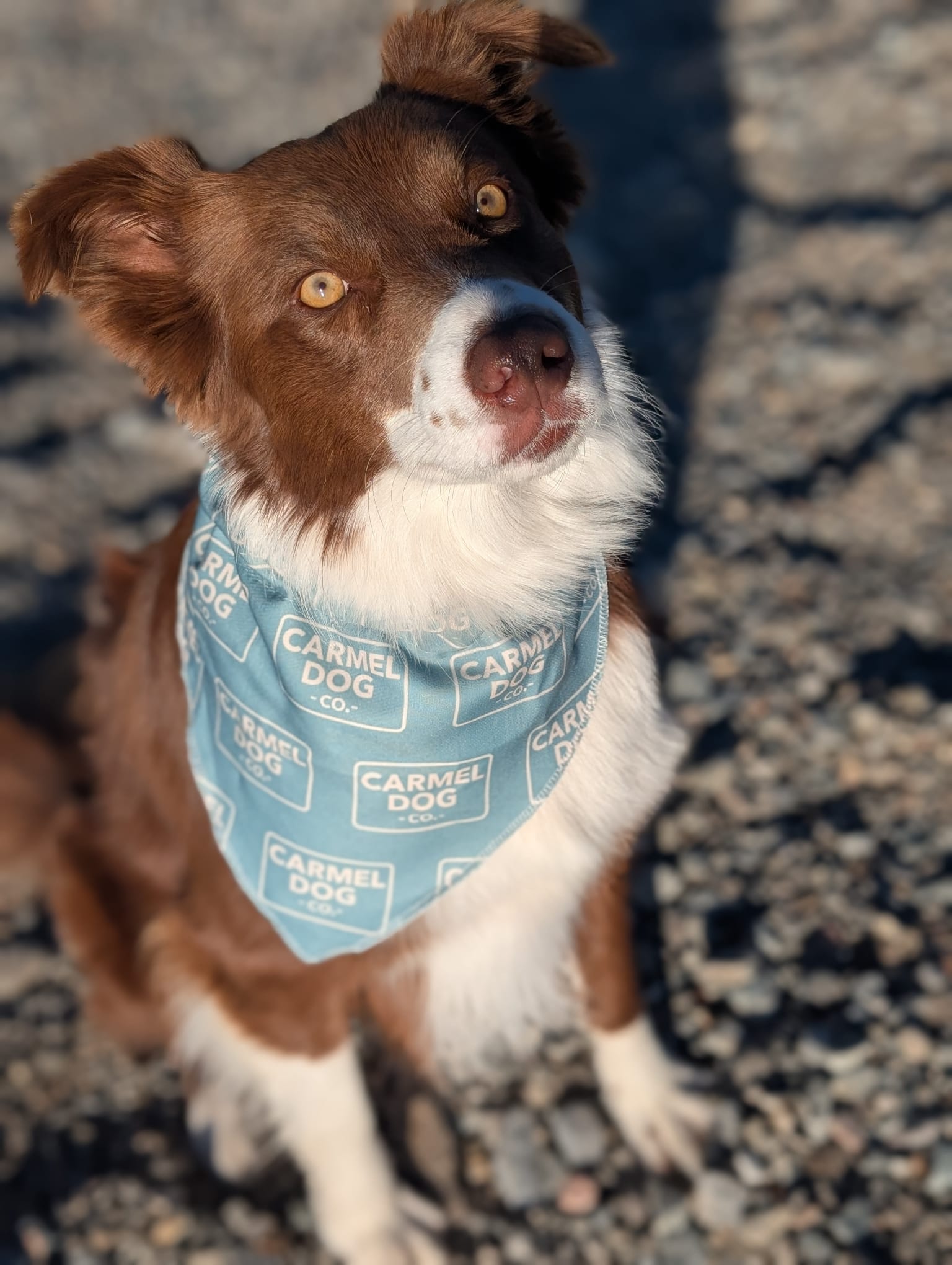 A brown and white dog outdoors on a sandy beach, wearing a cypress green bandana with a repeating 'Carmel Dog Co.' logo pattern.