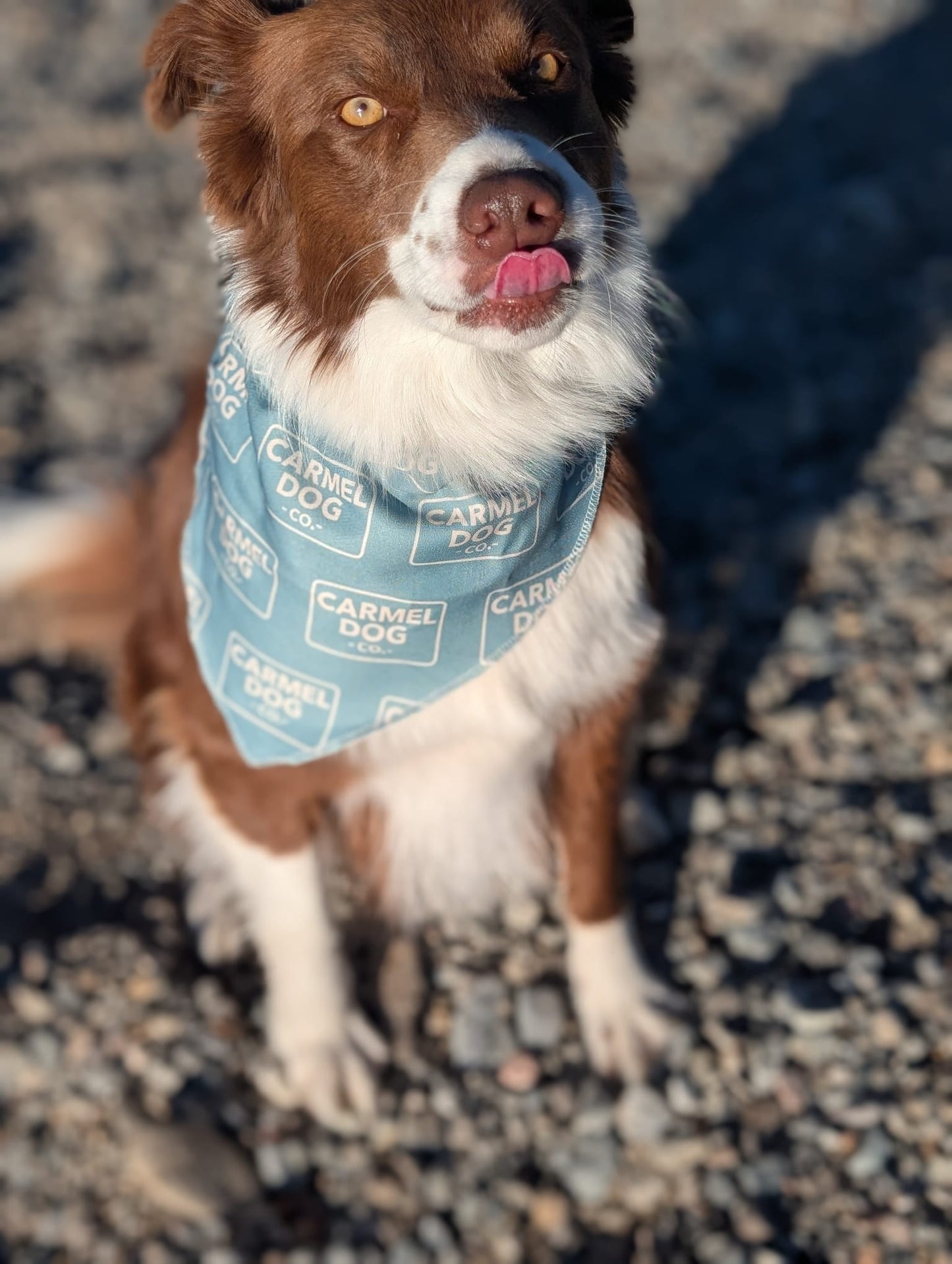 A brown and white dog outdoors on a sandy beach, wearing a cypress green bandana with a repeating 'Carmel Dog Co.' logo pattern.