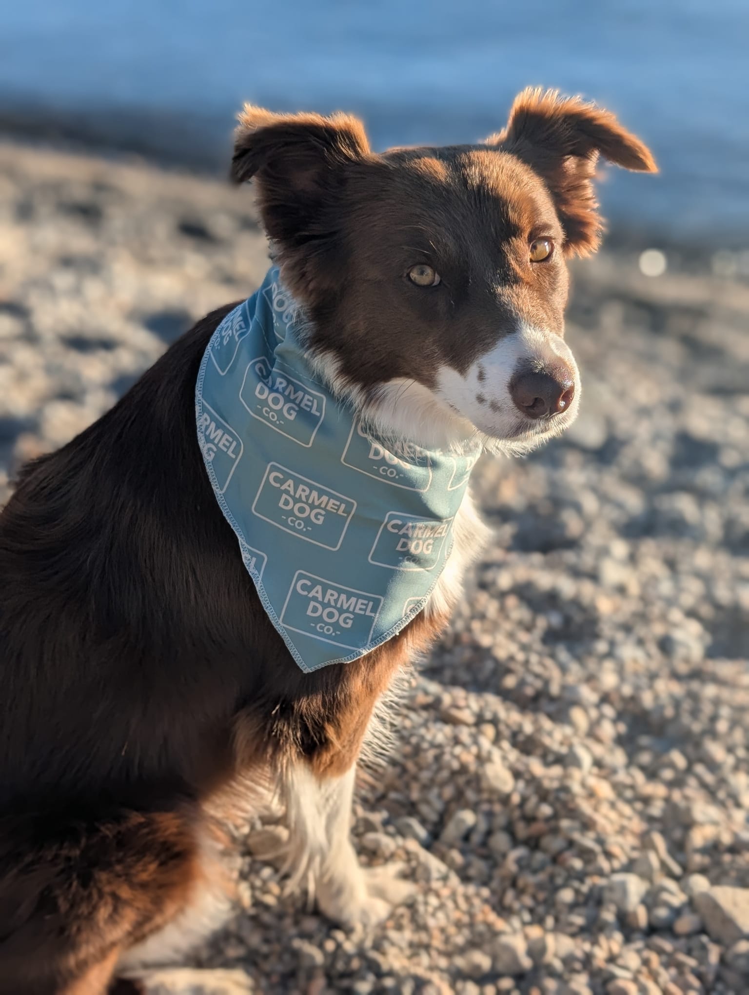 A brown and white dog outdoors on a sandy beach, wearing a cypress green bandana with a repeating 'Carmel Dog Co.' logo pattern.