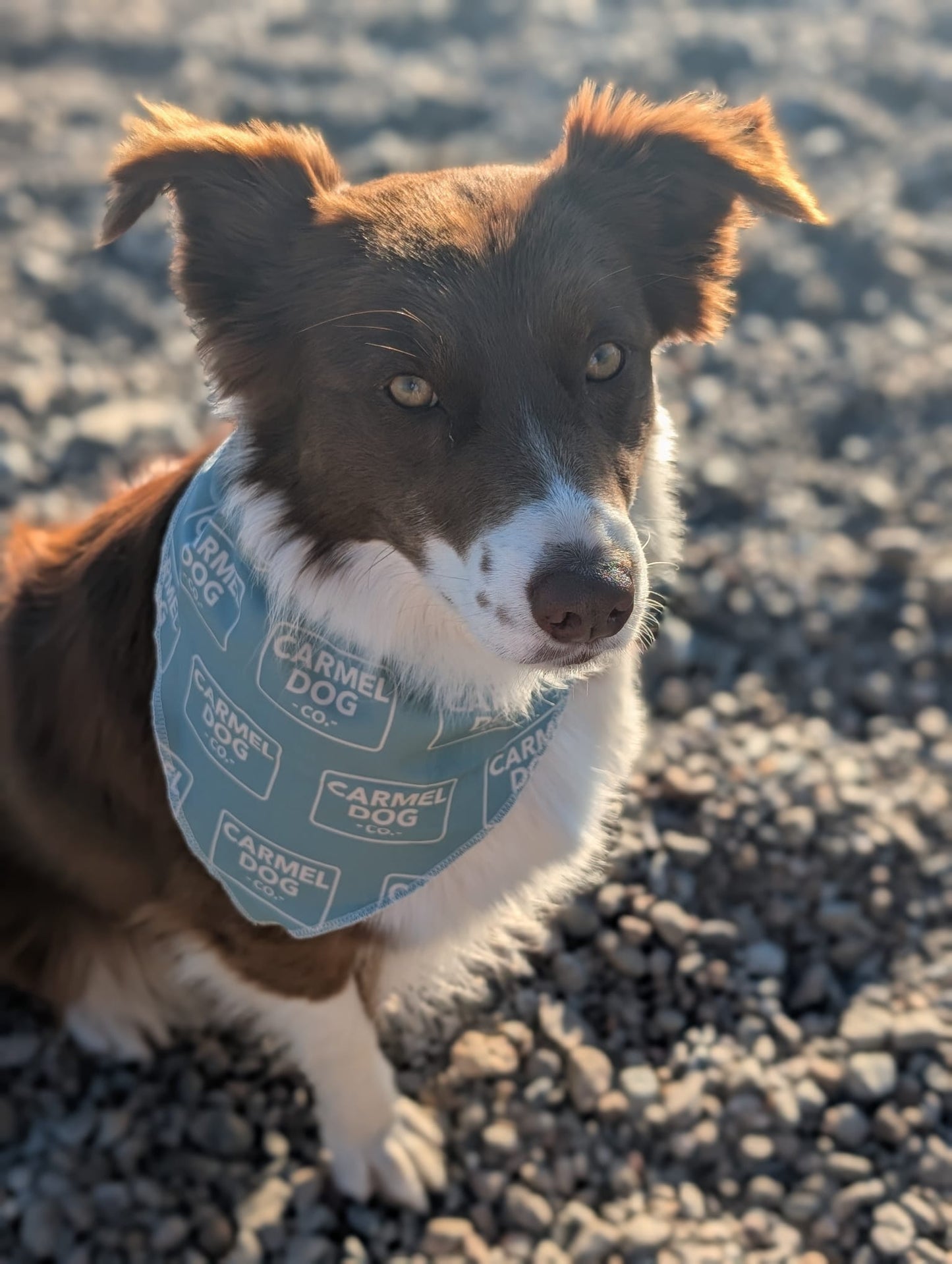 A brown and white dog outdoors on a sandy beach, wearing a cypress green bandana with a repeating 'Carmel Dog Co.' logo pattern.