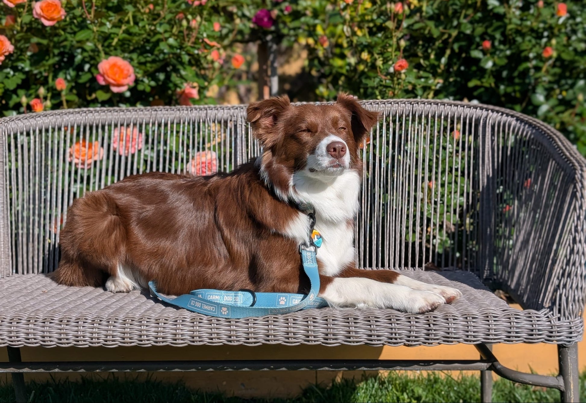 A brown and white dog lies on a gray wicker garden bench, wearing a cypress green leash with the Carmel Dog Co. logo on it. The background features a lush garden with green foliage and orange roses.