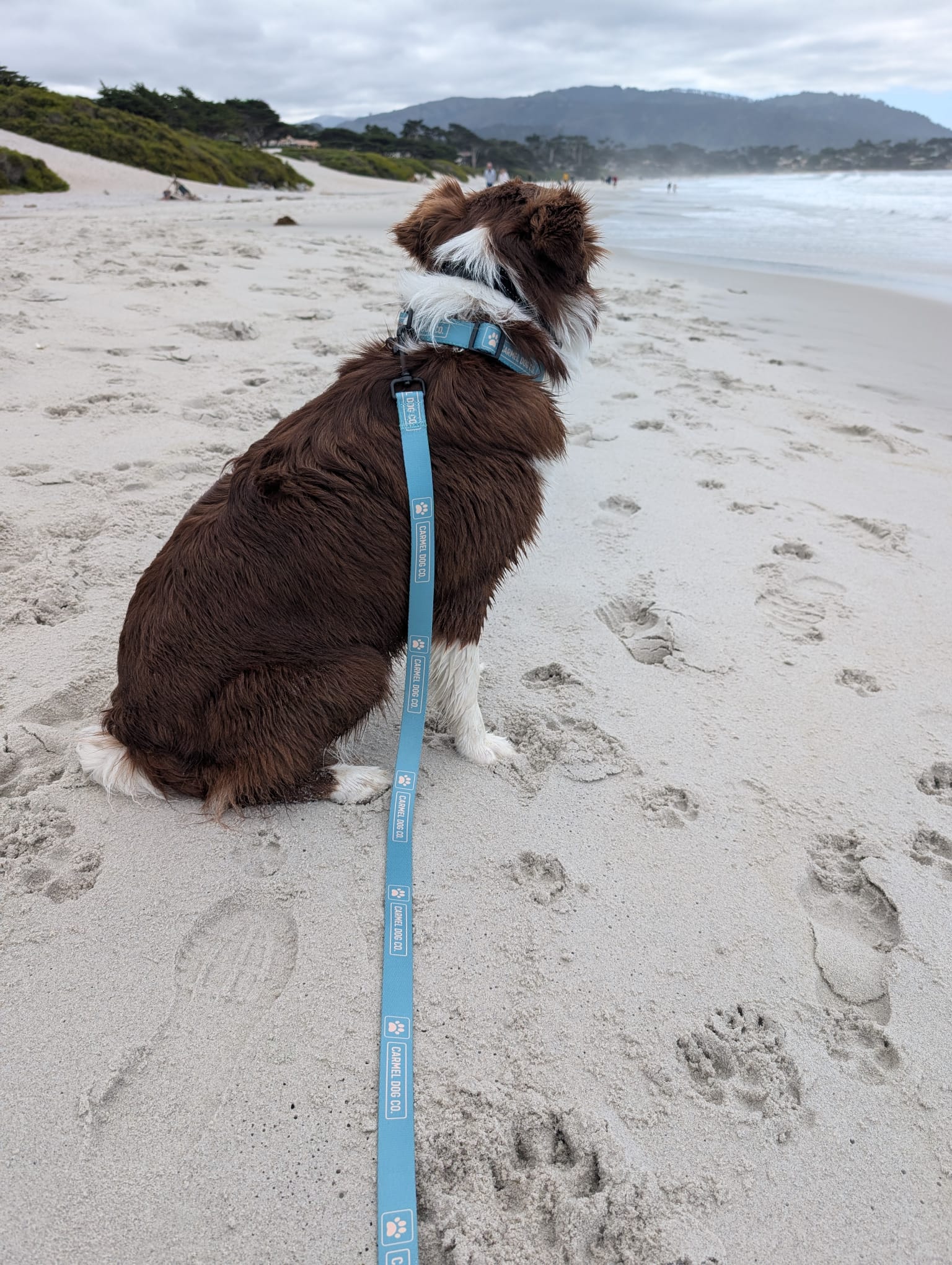 A brown and white dog sits on Carmel's sandy dog beach facing the ocean, wearing a cypress green leash with the Carmel Dog Co. logo on it.