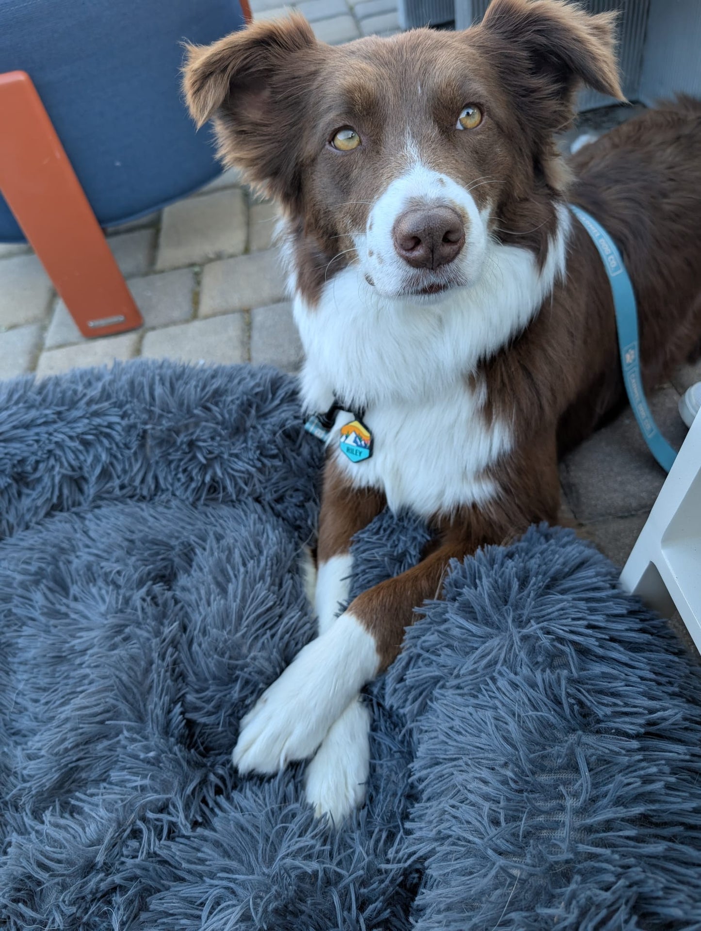 A brown and white dog lying on a fluffy gray blanket at Carmel Mission Inn, wearing a cypress green leash at their weekly "Yappy Hour". The dog is photographed in a real outdoor setting with paving stones and furniture visible in the background.