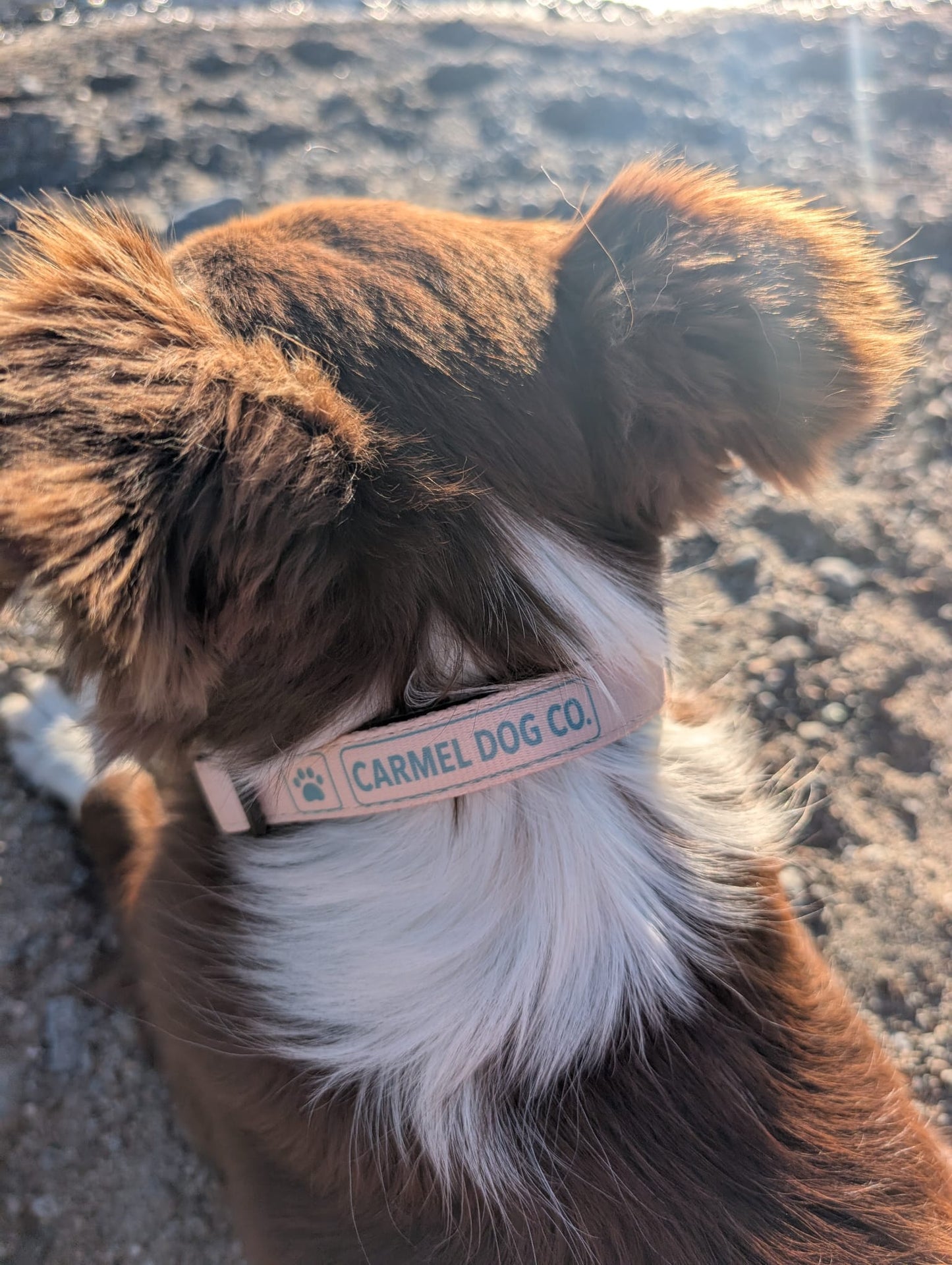 A close-up shot of a brown and white dog from behind, wearing a dune sand collar with the brand name 'CARMEL DOG CO.' printed on it, set against a blurred outdoor background of sand and water.