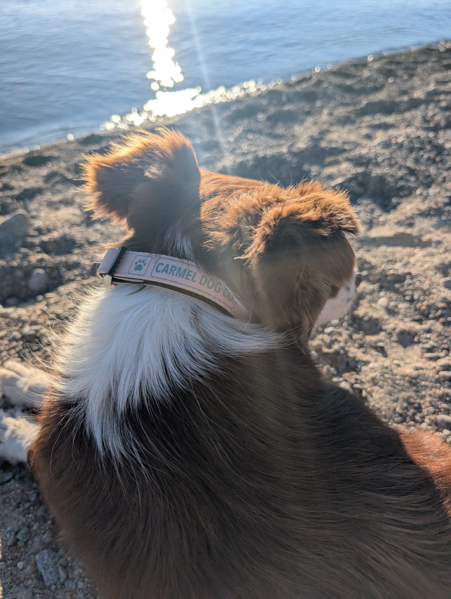 A close-up shot of a brown and white dog from behind, wearing a dune sand collar with the brand name 'CARMEL DOG CO.' printed on it, set against a blurred outdoor background of sand and water.