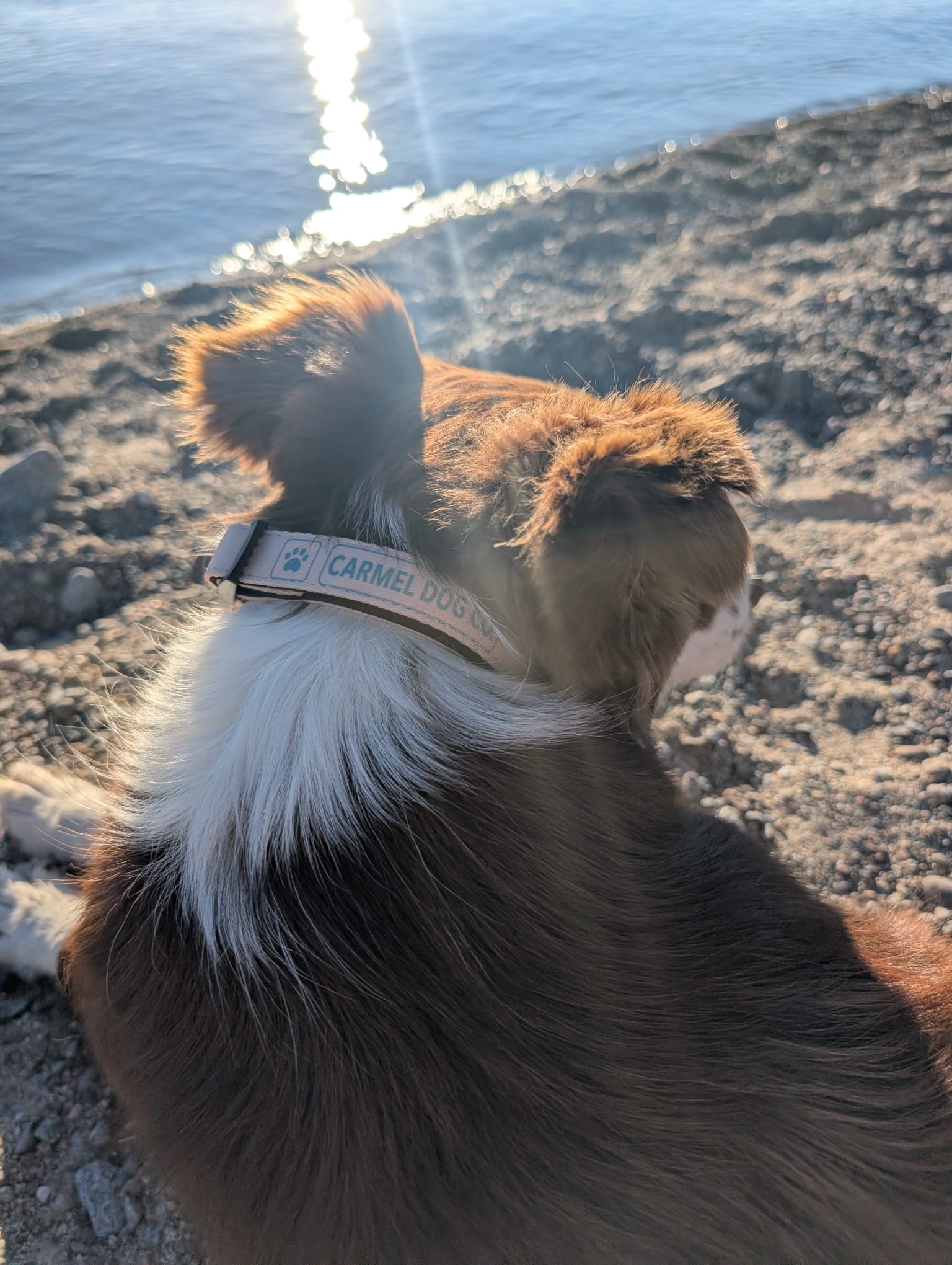 A close-up shot of a brown and white dog from behind, wearing a dune sand collar with the brand name 'CARMEL DOG CO.' printed on it, set against a blurred outdoor background of sand and water.