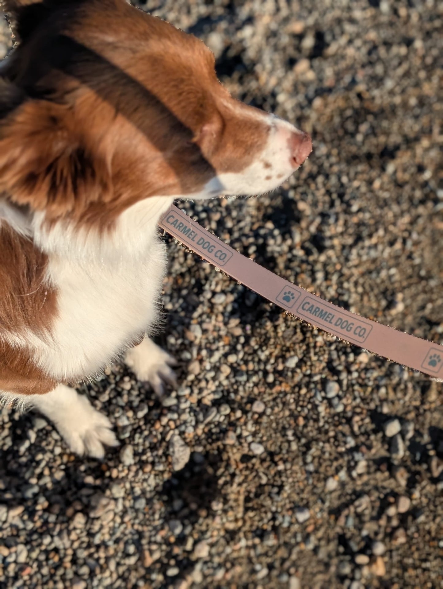 A close-up shot of a brown and white dog from behind, wearing a dune sand leash with the brand name 'CARMEL DOG CO.' printed on it, set against a blurred outdoor background of sand and water.