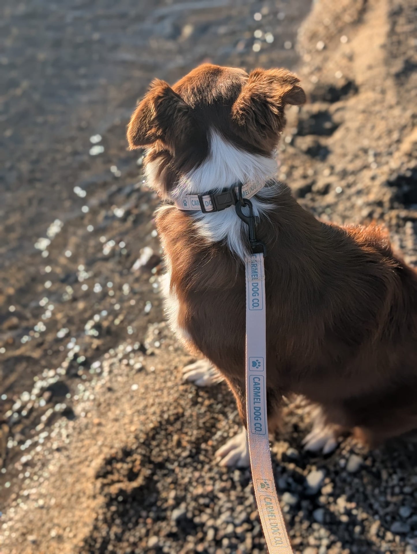 A brown and white dog sitting on a beach, wearing a dune sand collar and leash with blue text that reads 'CARMEL DOG CO.'.