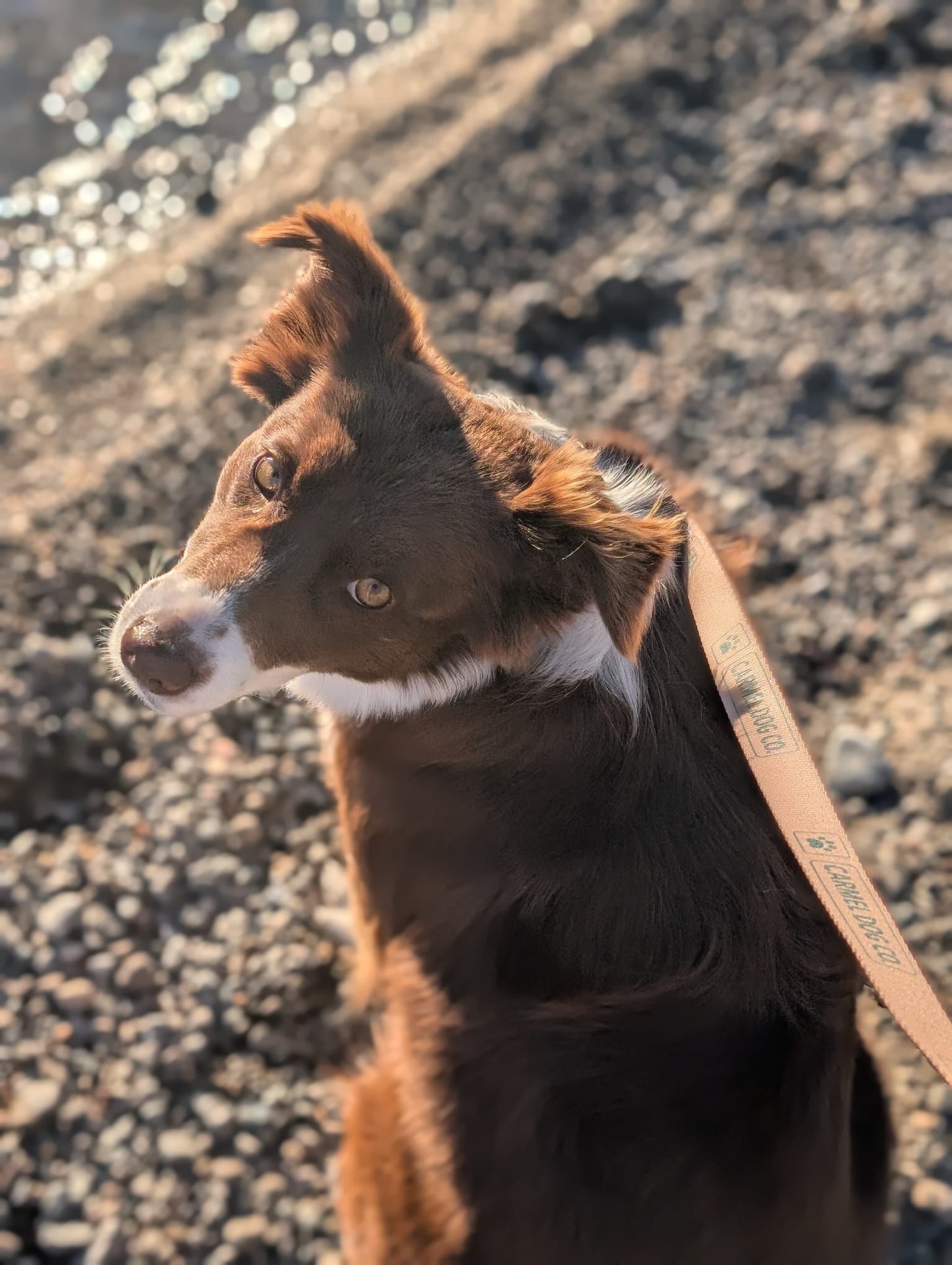 A brown and white dog sitting on a beach, wearing a dune sand collar and leash with blue text that reads 'CARMEL DOG CO.'.