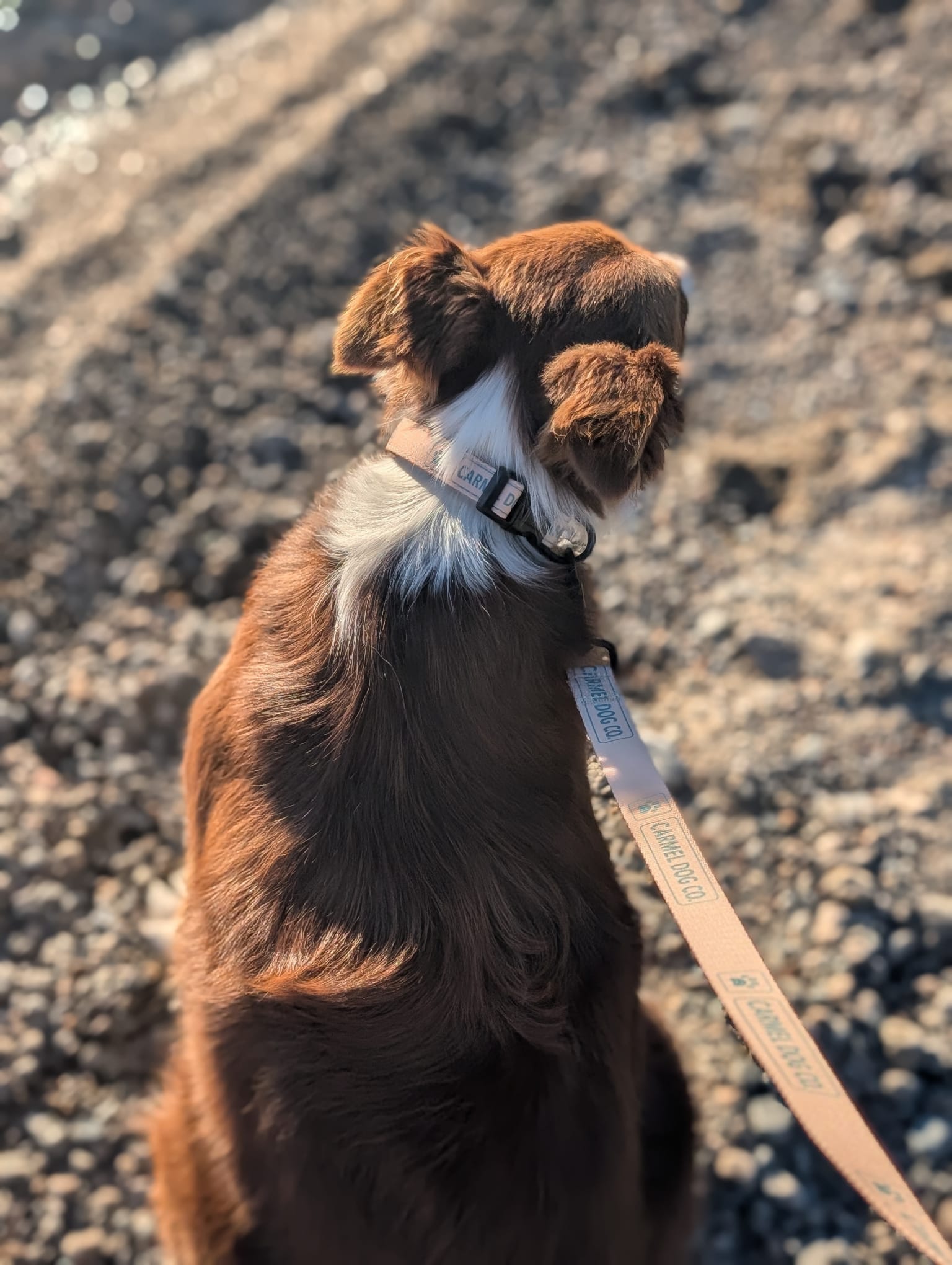 A brown and white dog sitting on a beach, wearing a dune sand collar and leash with blue text that reads 'CARMEL DOG CO.'.