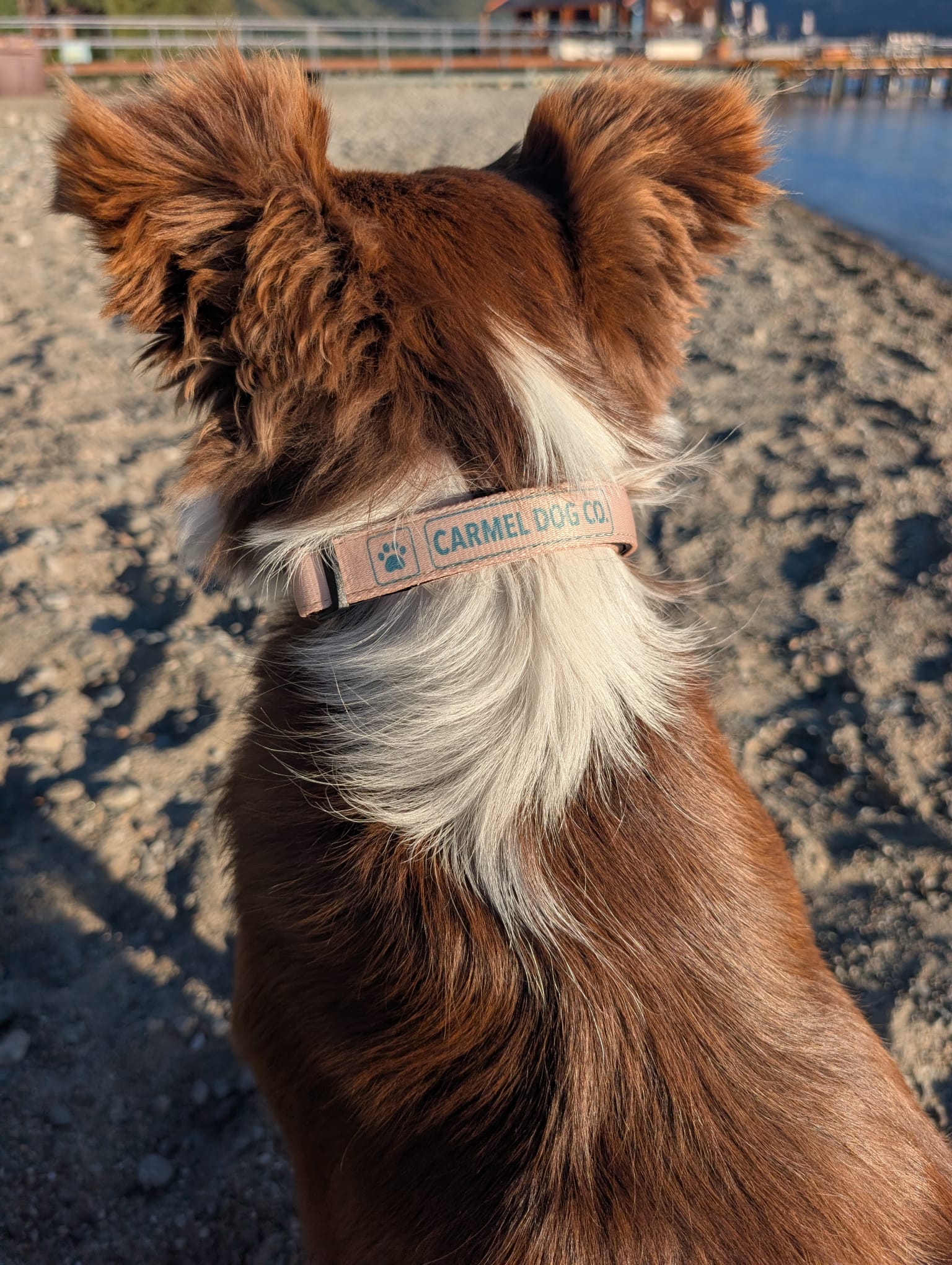 A close-up shot of a brown and white dog from behind, wearing a dune sand collar with the brand name 'CARMEL DOG CO.' printed on it, set against a blurred outdoor background of sand and water.