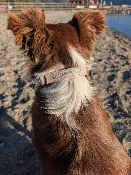 A close-up shot of a brown and white dog from behind, wearing a dune sand collar with the brand name 'CARMEL DOG CO.' printed on it, set against a blurred outdoor background of sand and water.