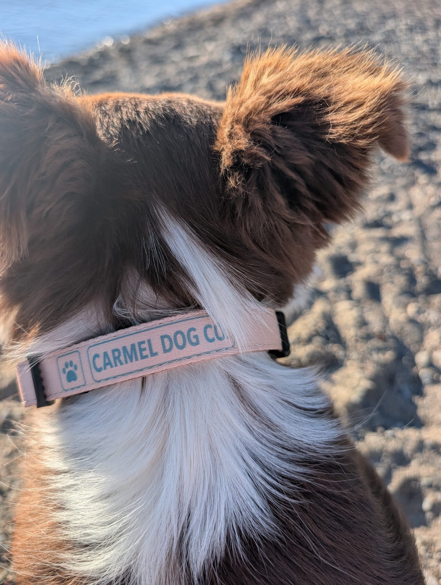 A close-up shot of a brown and white dog from behind, wearing a dune sand collar with the brand name 'CARMEL DOG CO.' printed on it, set against a blurred outdoor background of sand and water.