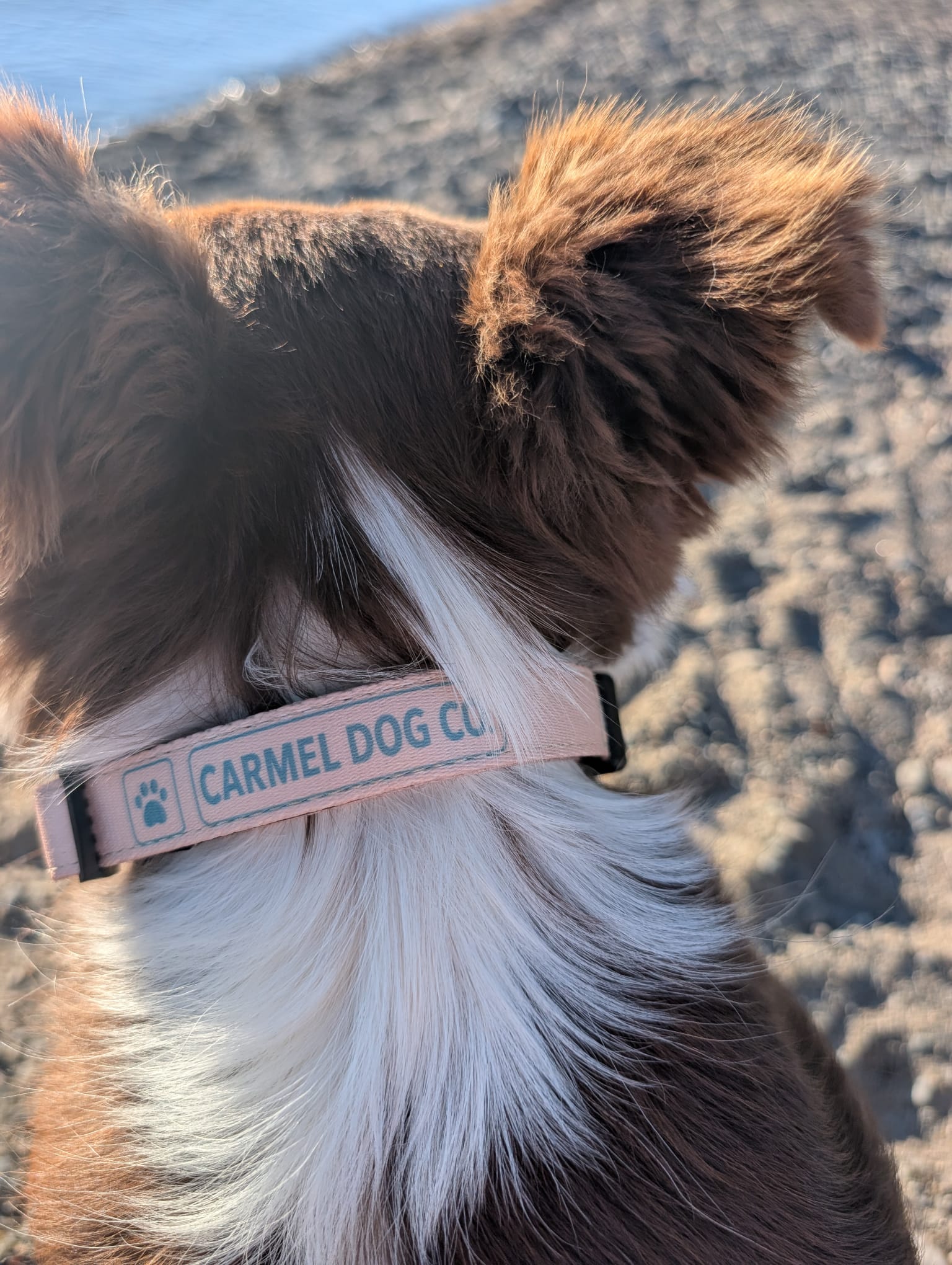 A close-up shot of a brown and white dog from behind, wearing a dune sand collar with the brand name 'CARMEL DOG CO.' printed on it, set against a blurred outdoor background of sand and water.
