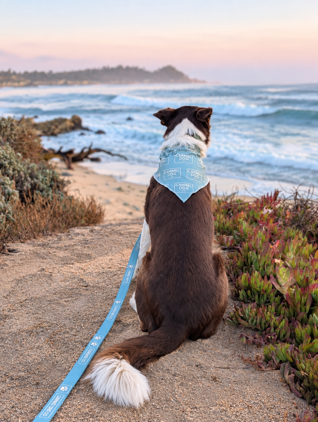 The Coastal Essentials Set (Leash + Collar Bundle)