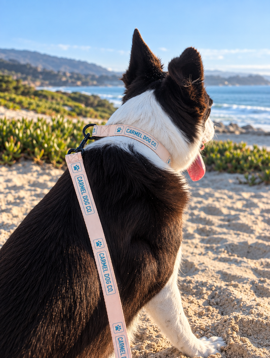 The Coastal Essentials Set (Leash + Collar Bundle)