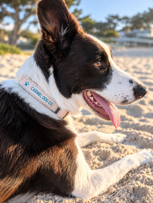 The Coastal Collar (multiple colors)