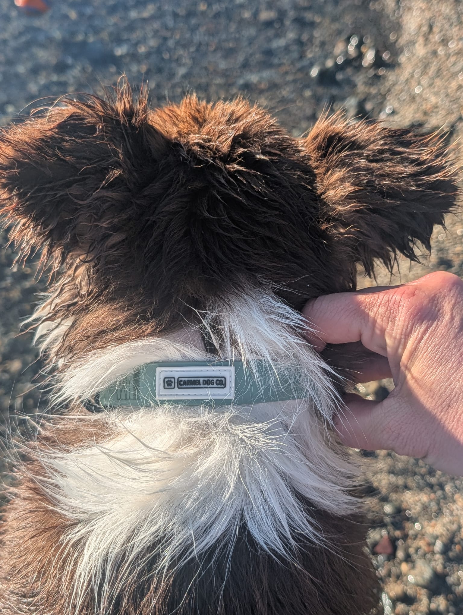 A close-up of a dog's neck and chest with brown and white fur, wearing a sage green collar with a visible 'Carmel Dog Co.' label.