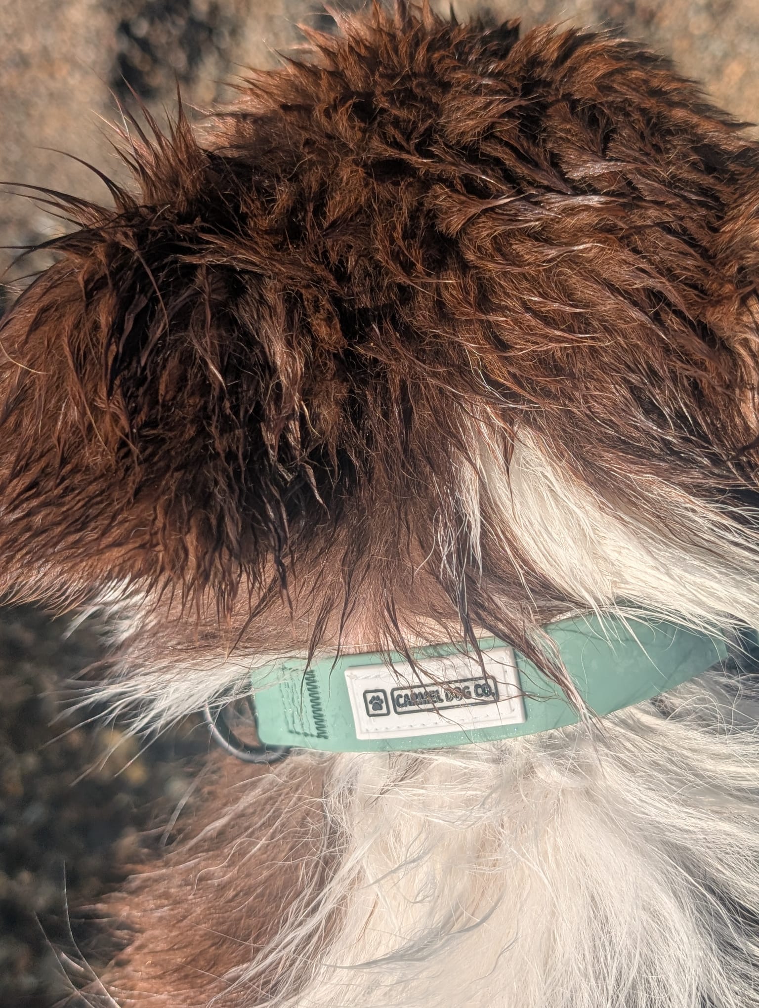 A close-up of a dog's neck and chest with brown and white fur, wearing a sage green collar with a visible 'Carmel Dog Co.' label.