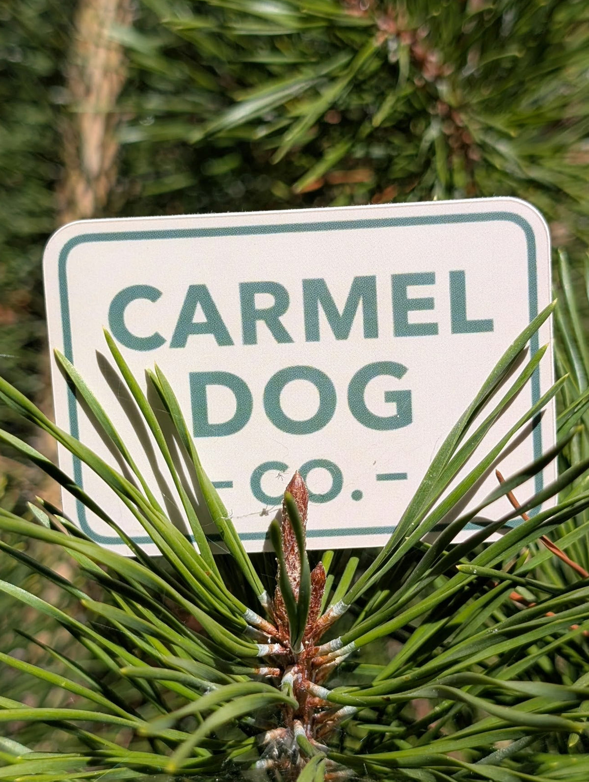 Small cream Carmel Dog Co. logo decal with green lettering, nestled among evergreen branches.