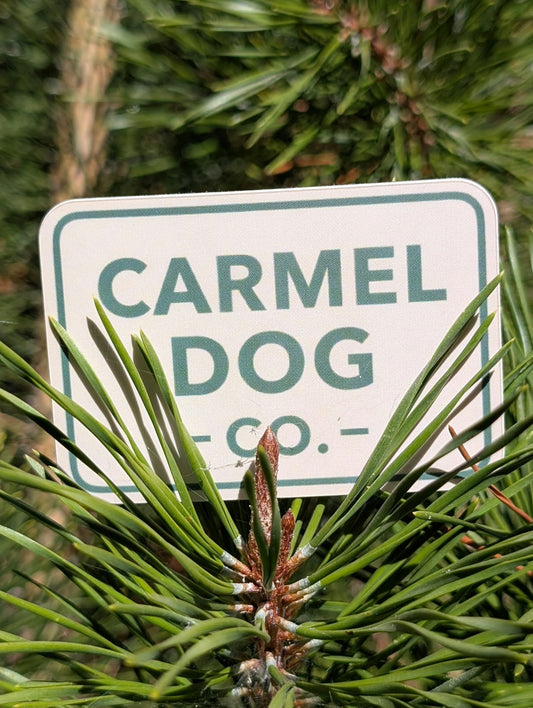 Small cream Carmel Dog Co. logo decal with green lettering, nestled among evergreen branches.