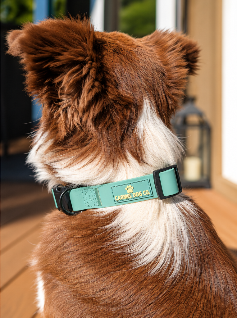 Rear view of a dog wearing a green Shoreline Collar with Carmel Dog Co. badge