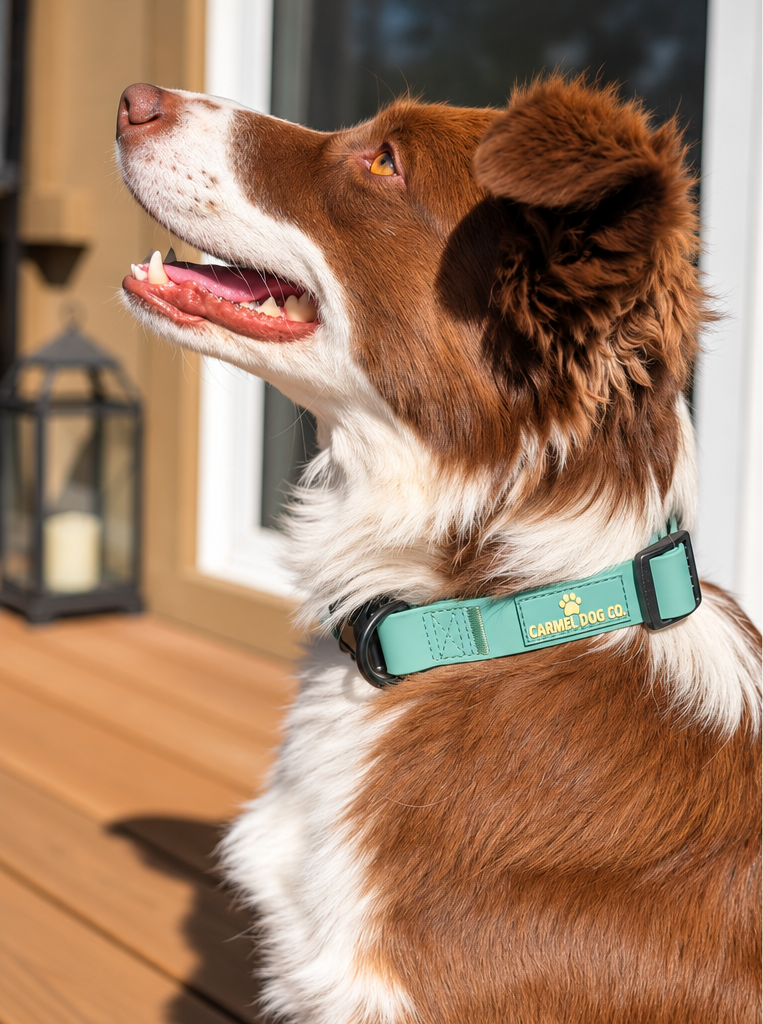 Side view of a dog wearing a green Shoreline Collar with black hardware